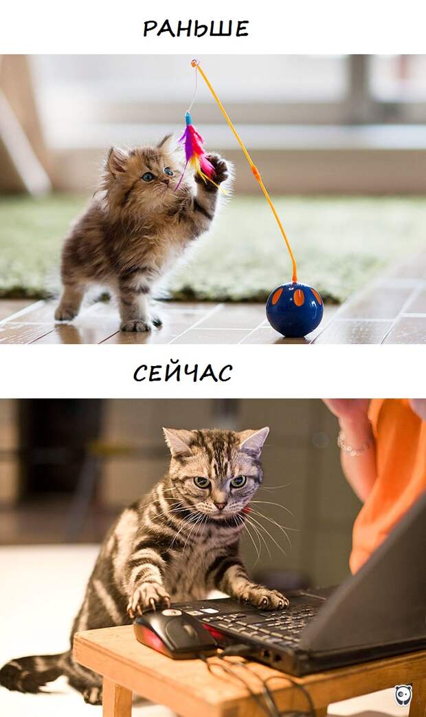 коты