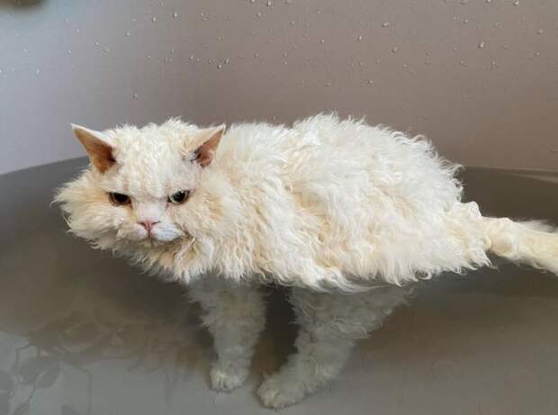 7 фото кудрявых кошек, которые напоминают милых овечек