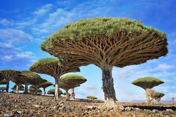 17 самых великолепных деревьев в этом мире