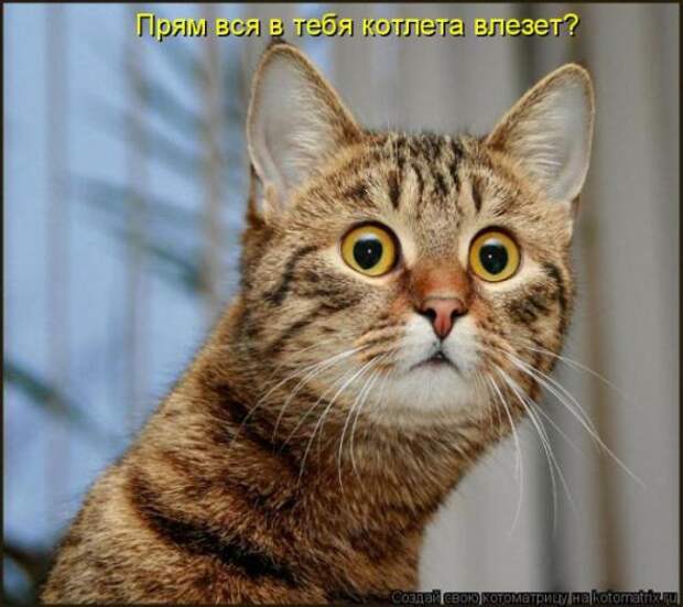 Котоматрицы(картинки с надписями)