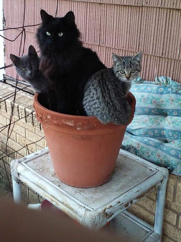 Пришла весна — расцвели коты или 14 смешных котов в цветочных горшках коты в цветочных горшках, расцвели коты, весна расцвели коты