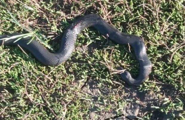 О нашествии ядовитых змей рассказали жители Краснозерки