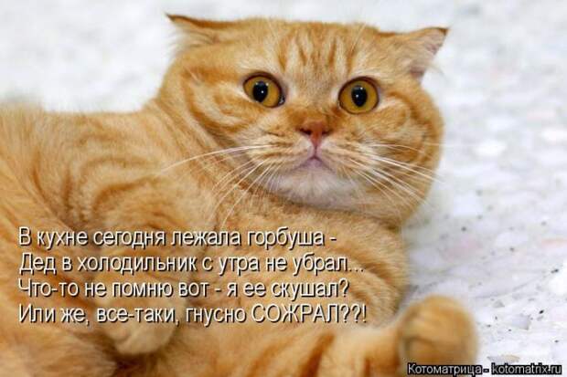 Забавные котоматрицы