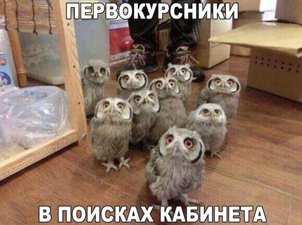 Картинки с надписями мем, прикол, юмор