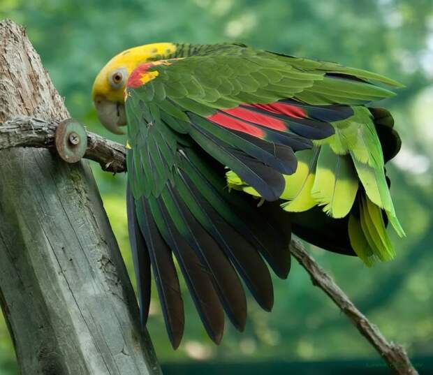 Самые крупные и красивые попугаи попугаи, птицы