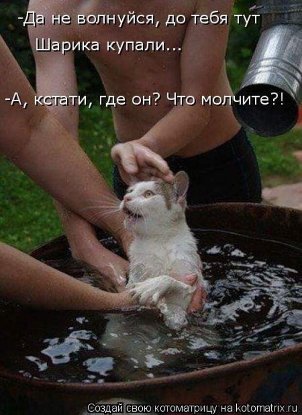 Свежая котоматрица для всех (33 фото)