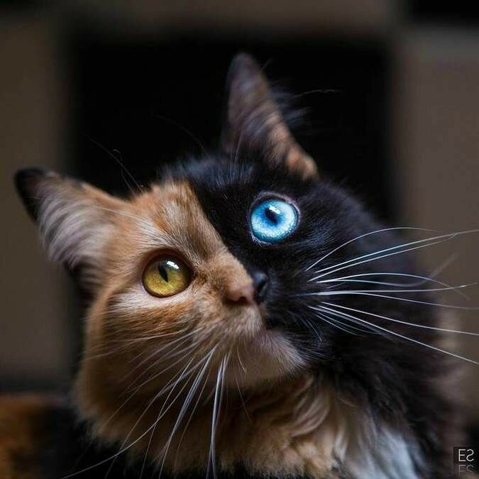 Почему коты ведут себя так странно?