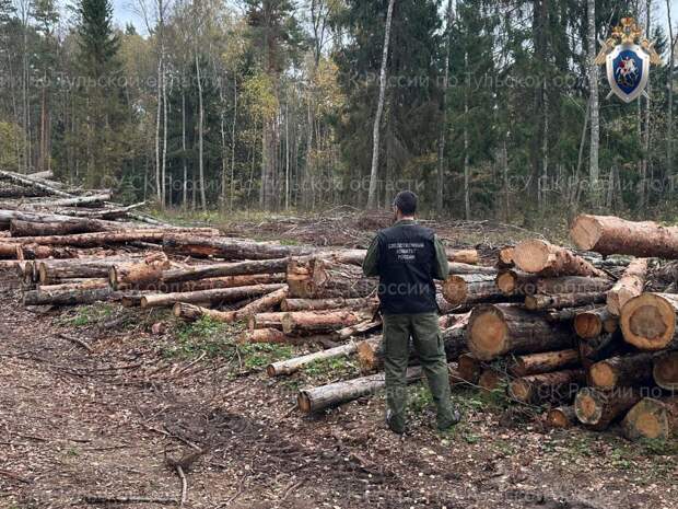 В Тульской области следователи начали проверку по сообщению о вырубке деревьев