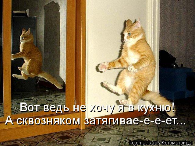 Котоматрица: Вот ведь не хочу я в кухню! А сквозняком затягивае-е-е-ет...