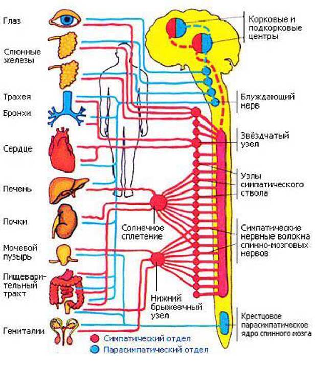 На схеме изображена система человека