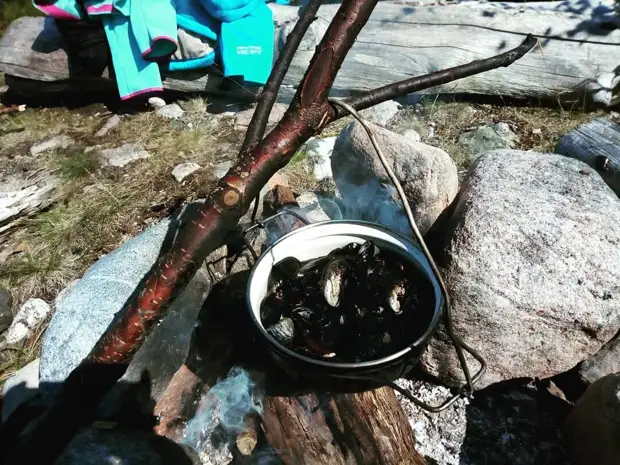 Беломорские мидии