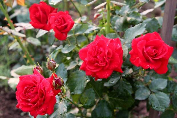 Осенний уход за розами наградит вас за старания весной и летом