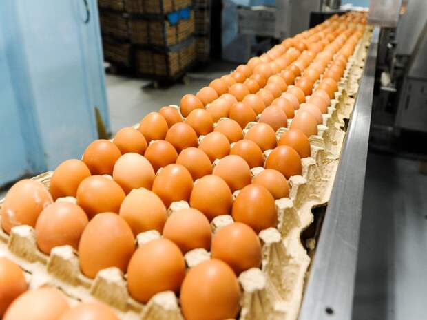 В Тюменской области продаётся Боровская птицефабрика