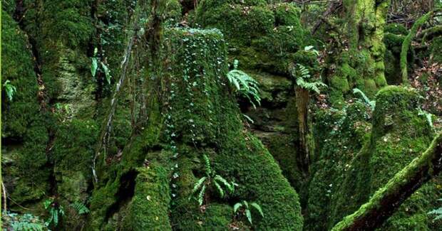 Лес Пазлвуд в Великобритании, которым вдохновлялся сам Толкиен