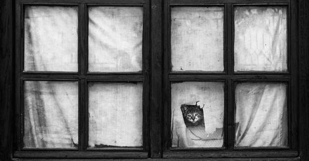 меланхоличные коты ждут хозяина у окна