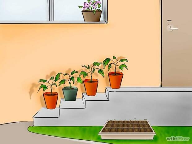 Plant Tomatoes from Seed Step 22.jpg