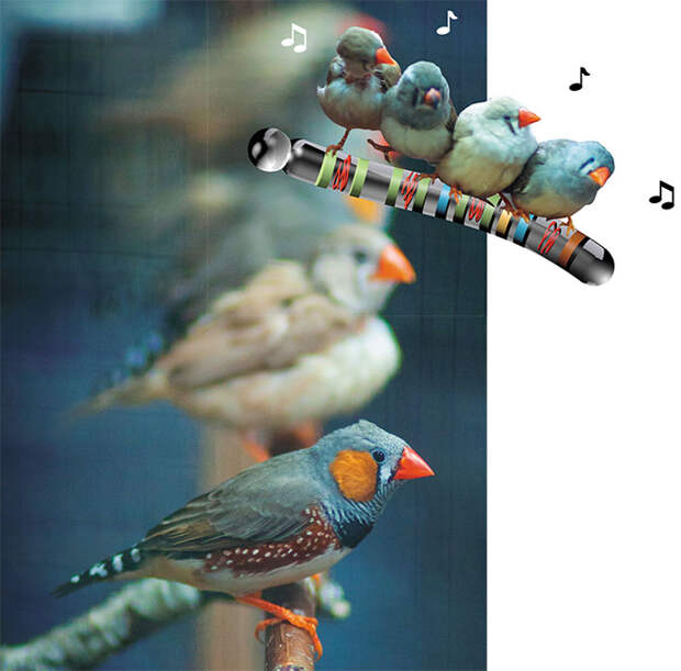 Зебровая амадина — это певчая птица из семейства австралийских вьюрковых ткачиков. Она уже давно стала лабораторной моделью для исследования физиологии и поведения птиц и самым обычным обитателем зооуголков и зоомагазинов. Фото М. Кулешина
