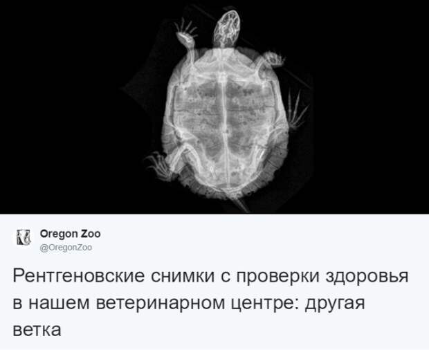 Интересные рентгеновские снимки различных животных