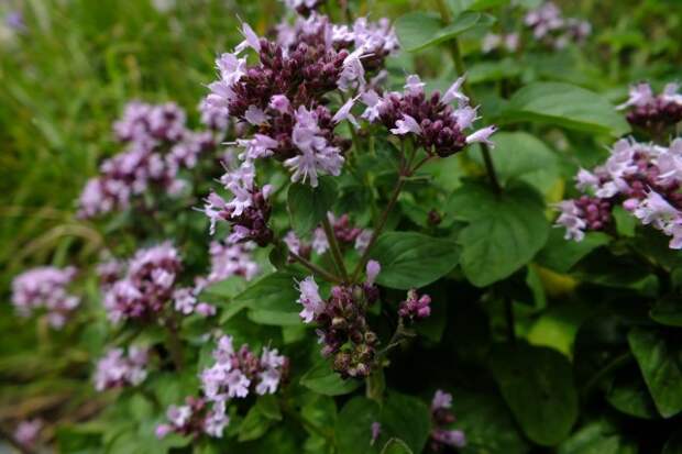 Душица обыкновенная (Origanum vulgare)