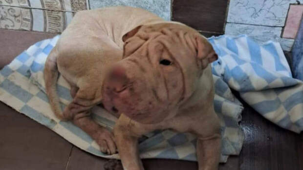 Зоозащитники обвинили сибирячку в издевательствах над животными