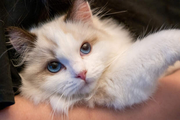 Психолог Иванова: кошка показывает человеку принцип психологического согласия