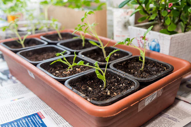 Точные сроки сева перцев и томатов в марте-2026 напомнил агроном Мармулев