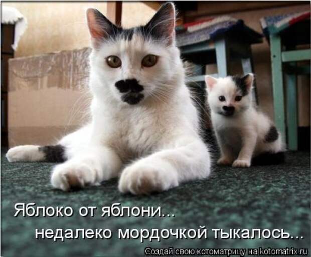 Новая котоматрица (36 фото)