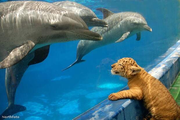 dolphins16 dolphins16 Самые удивительные факты о дельфинах