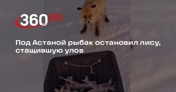 Под Астаной рыбак остановил лису, стащившую улов