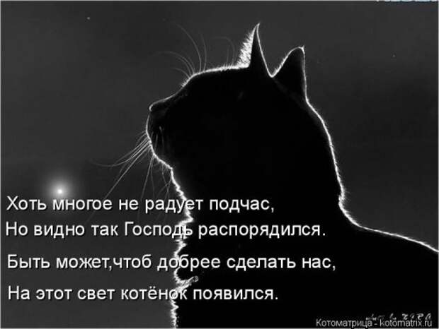 Котоматрица свежак (36 шт)