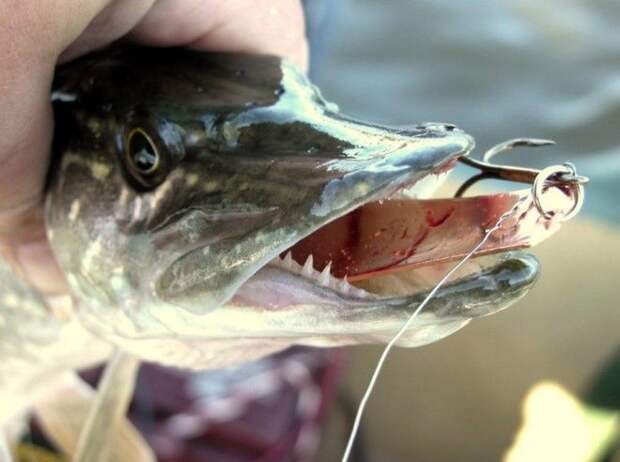 Летняя рыбалка в Карелии - незабываемый отдых и отличный клёв