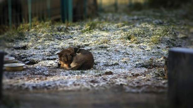 Бродячие собаки / Фото: Екатерина Смолихина / amic.ru