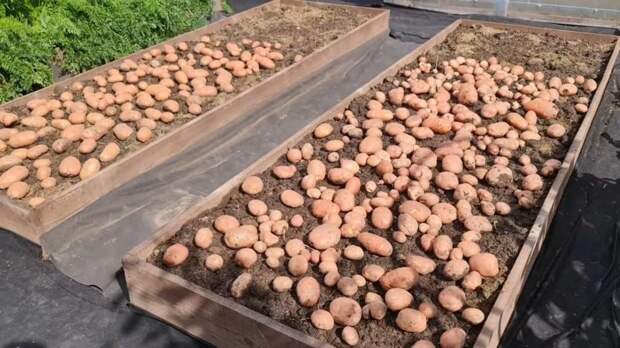 Как собрать большой урожай картофеля с двух грядок