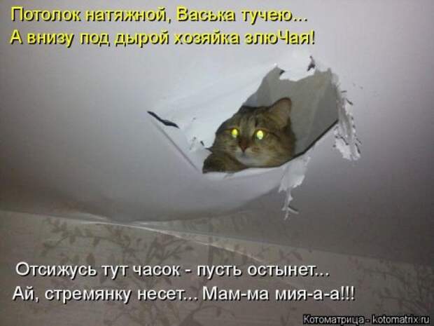 Новая котоматрица (36 фото)