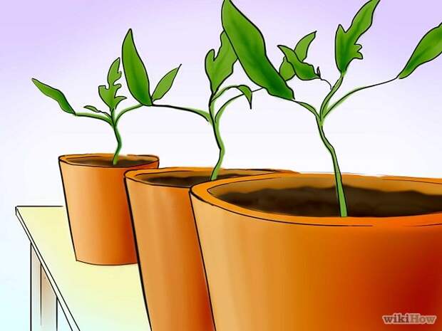 Plant Tomatoes from Seed Step 21.jpg