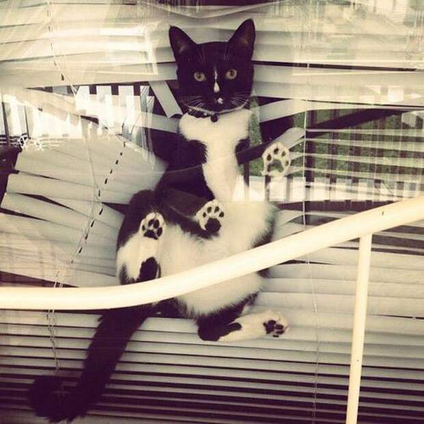Коты и жалюзи Коты и жалюзи