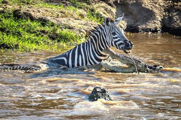 Зебра отбилась от крокодилов и умудрилась покусать одного из них животные, зебра, история