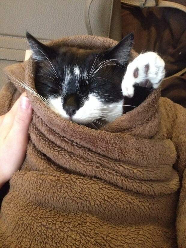 кошки делают мир лучше