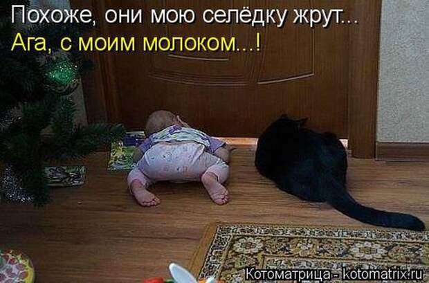 Лучшие котоматрицы недели (50 фото) Лучшие котоматрицы недели (50 фото)