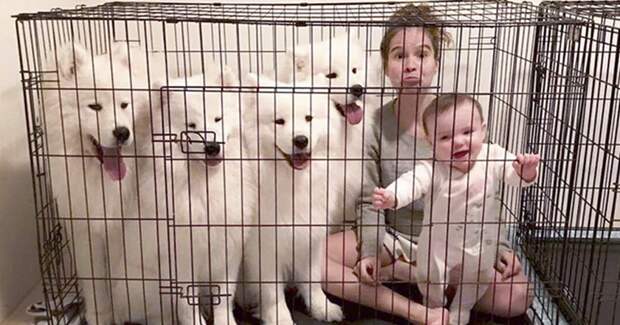 Двое маленьких детей и четверо самоедов в одном доме Порода, грумер, животные, ребенок, самоедская собака, семья, фотография