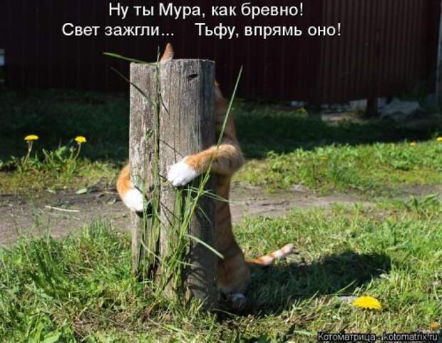 Лучшая котоматрица за неделю (32 фото)