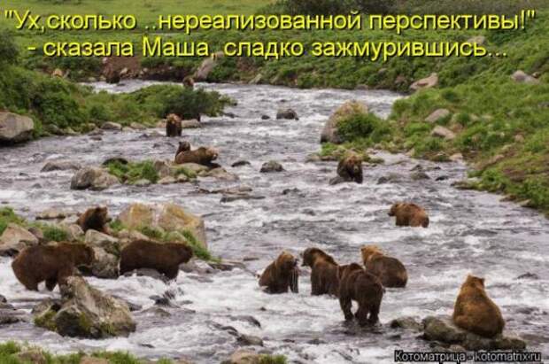 Котоматрицы(картинки с подписями)