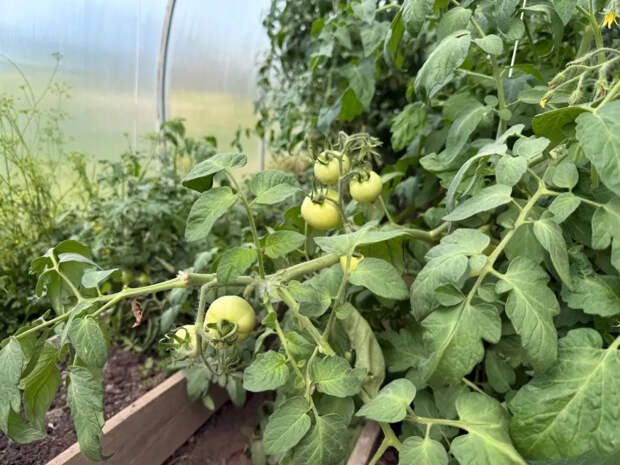 Копеечный пузырёк из аптеки без труда спасает урожай томатов: фитофтора обходит теплицу стороной