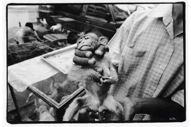 Яванская макака-крабоед продается на рынке индонезийского города Медан за десять долларов — как домашнее животное. Доход от продажи макак этого вида для лабораторий сравним с прибылью от торговли наркотиками