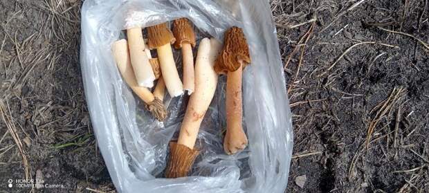 Фото: Елена Ширлинг / vk.com/gribniki22rus