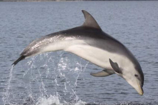 На Черном море дельфины приплыли к берегу и удивили отдыхающих