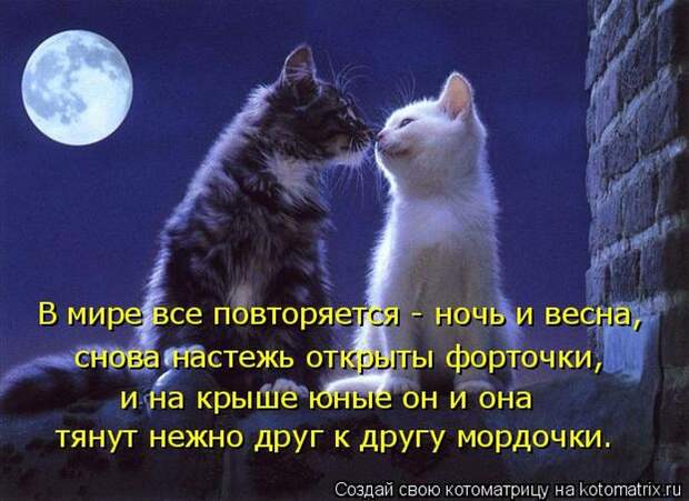 Лучшие котоматрицы недели (50 фото)