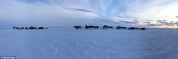 Ненецкие пастухи меняют места своих стоянок в зависимости от сезона года быт, кочевник, культура, народ, ненцы, проект, россия, фото