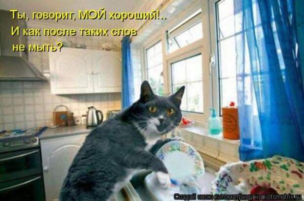 Котоматрицы (забавные картинки с надписями)