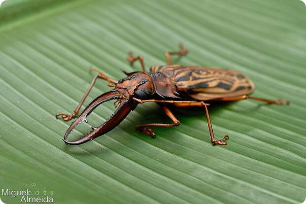 Оленерогий крупнозуб (лат. Macrodontia cervicornis)